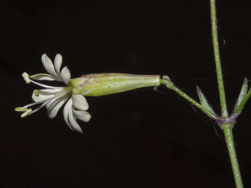 Silene mellifera.09