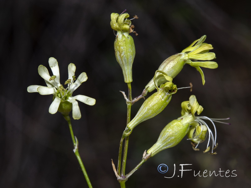 Silene mellifera.11