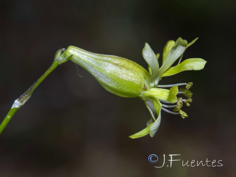 Silene mellifera.12