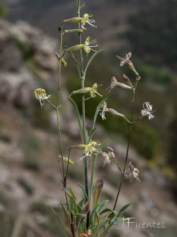 Silene mellifera.13