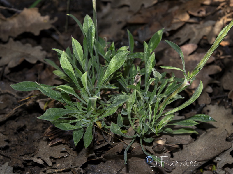 Silene mellifera.04