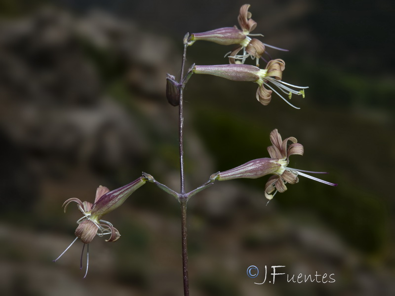 Silene mellifera.16