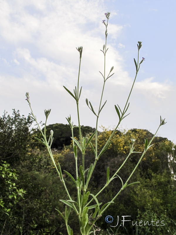 Silene micropetala.02