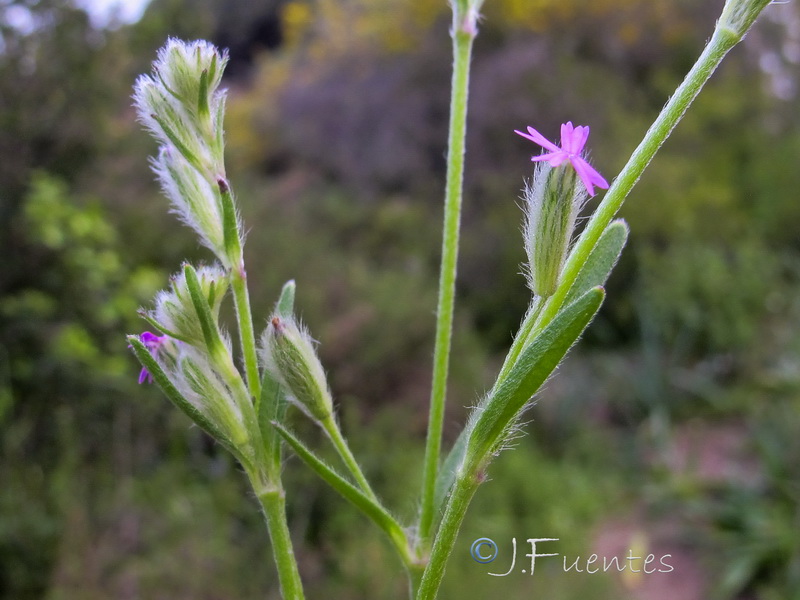 Silene micropetala.03