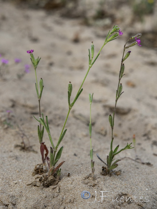 Silene micropetala.07