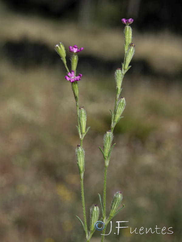 Silene micropetala.08