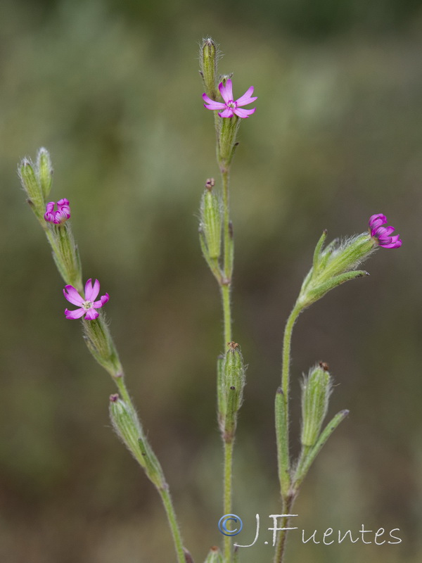 Silene micropetala.06