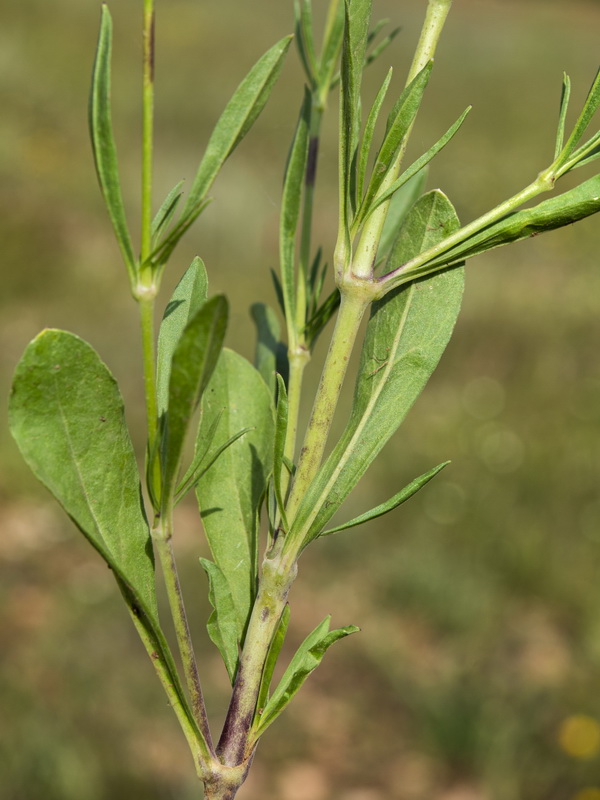 Silene muscipula.02