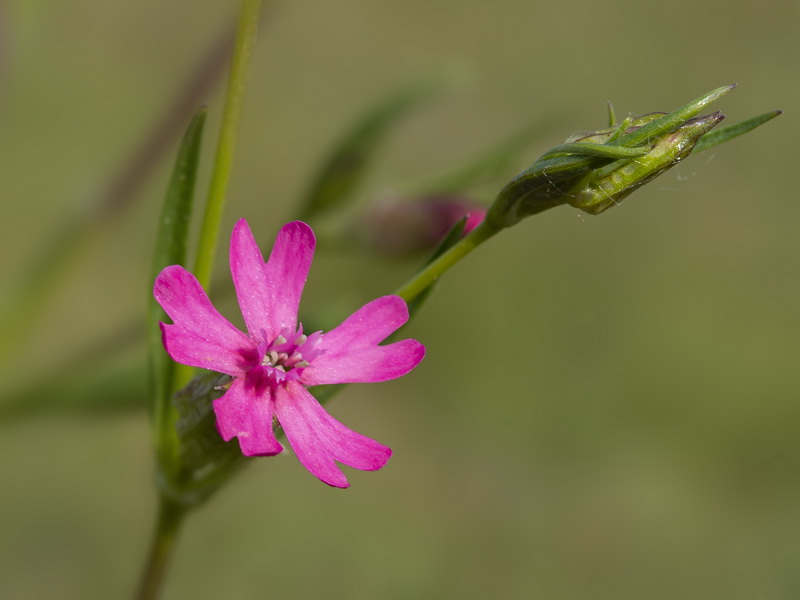 Silene muscipula.07