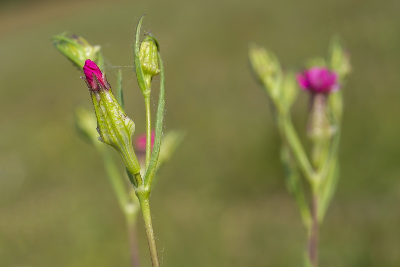 Silene muscipula.08