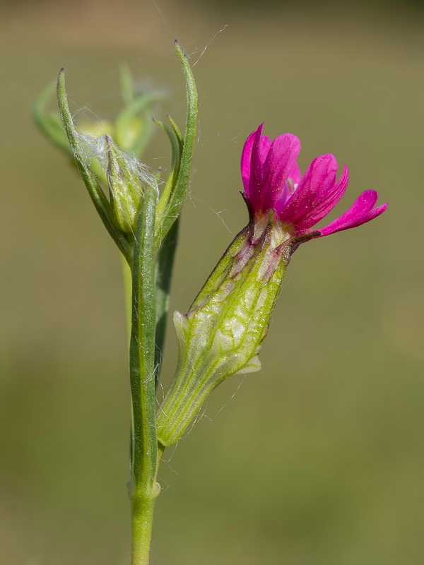 Silene muscipula.09