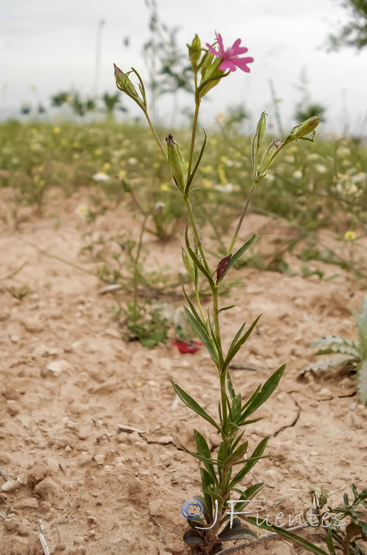 Silene muscipula.10