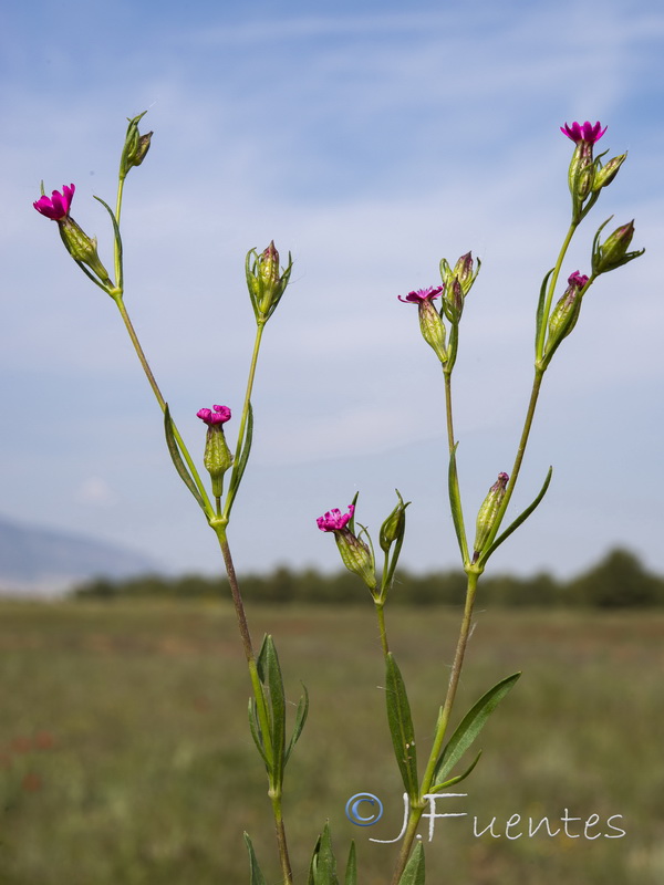 Silene muscipula.11