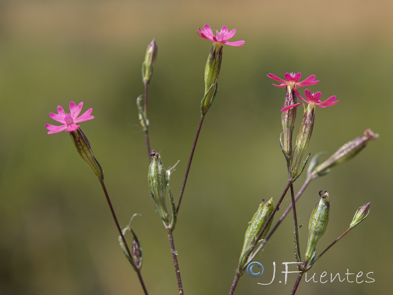 Silene muscipula.15