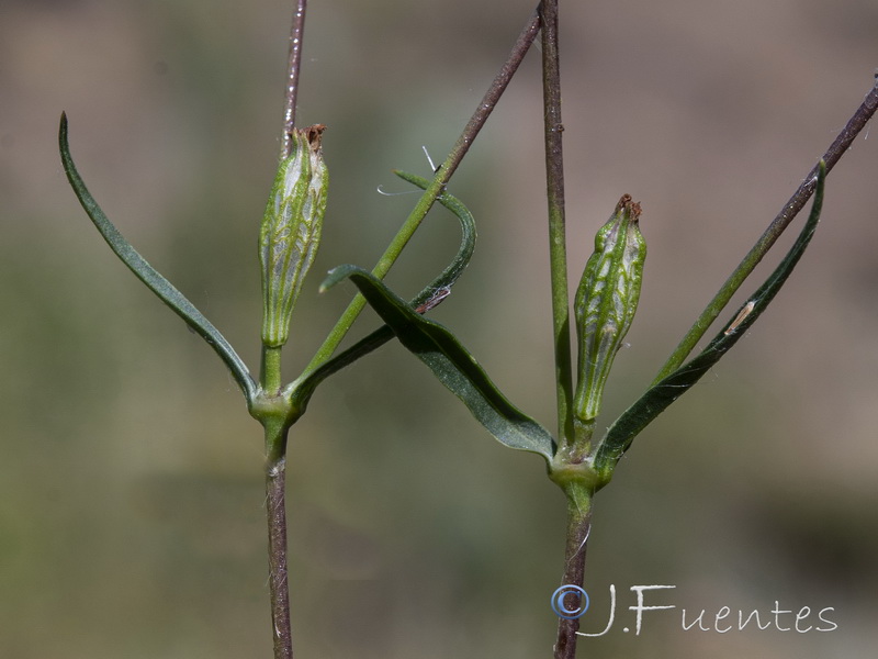 Silene muscipula.20