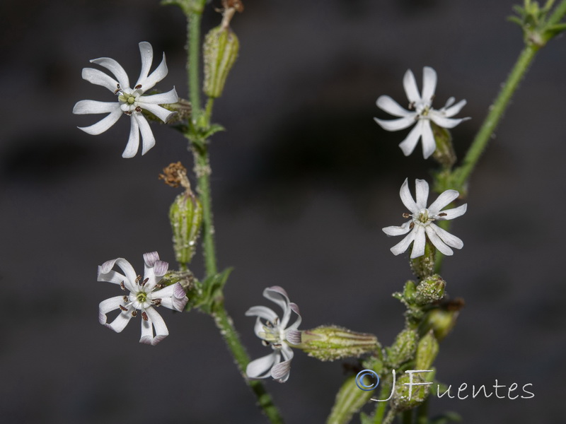 Silene nicaensis.05