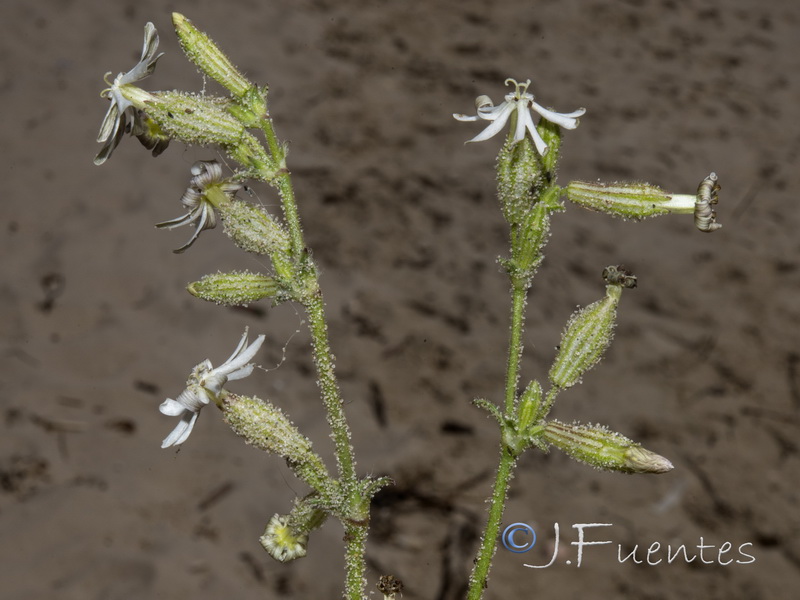 Silene nicaensis.07