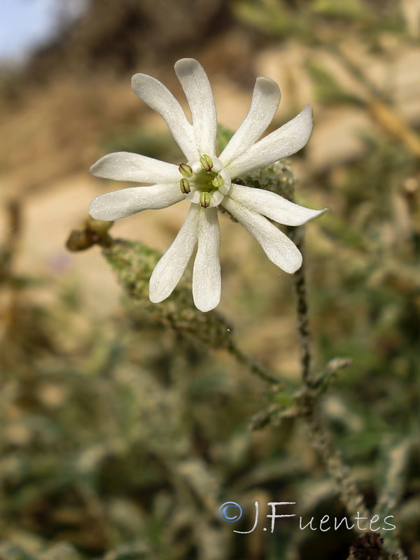 Silene nicaensis.08