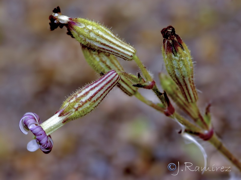 Silene nicaensis.11