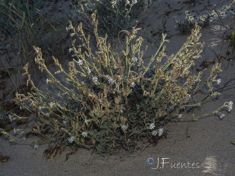 Silene nicaensis.12