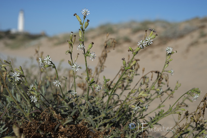 Silene nicaensis.14