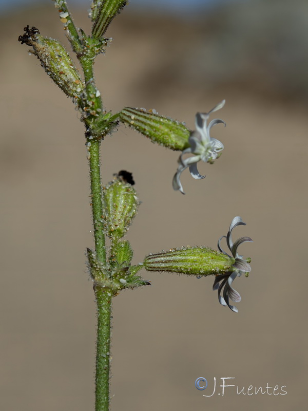 Silene nicaensis.07