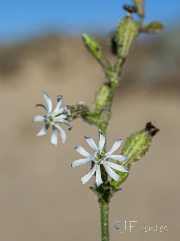 Silene nicaensis.16