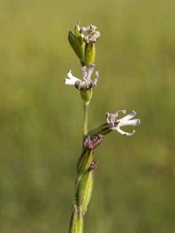 Silene nocturna.02