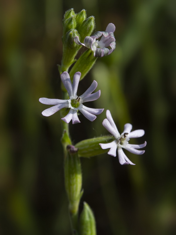 Silene nocturna.03