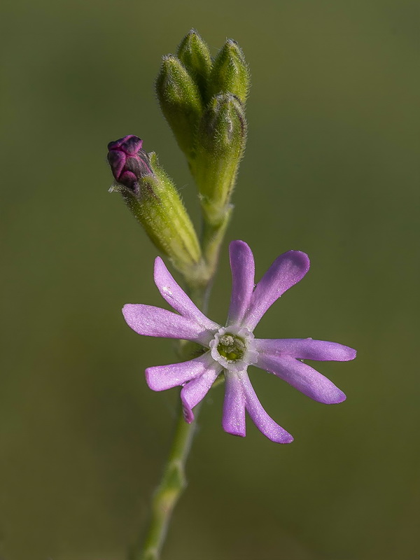 Silene nocturna.04