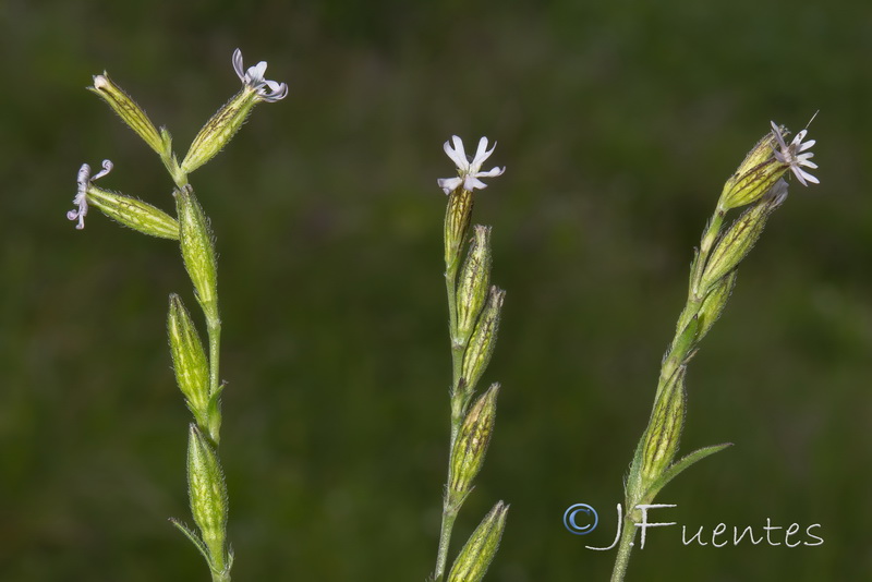 Silene nocturna.09