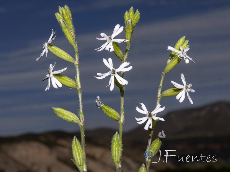 Silene nocturna.10