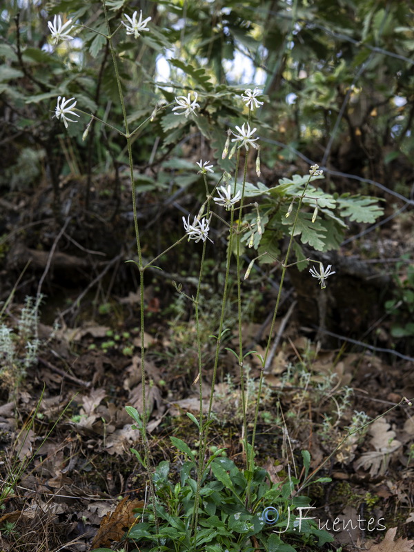 Silene nutans.01