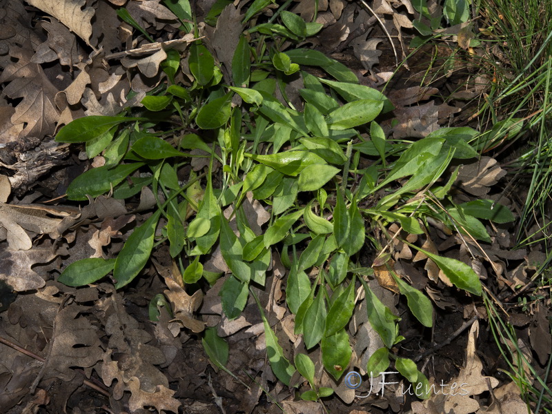 Silene nutans.02
