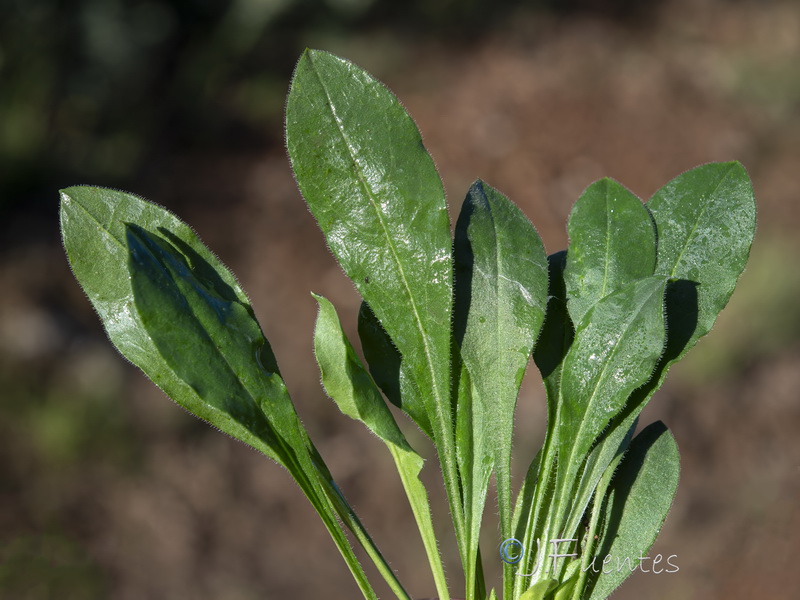 Silene nutans.04