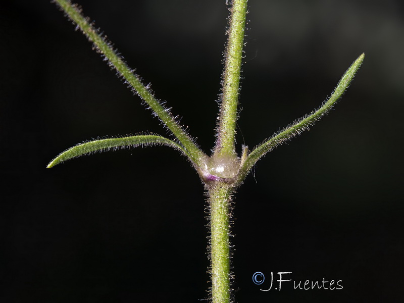 Silene nutans.05