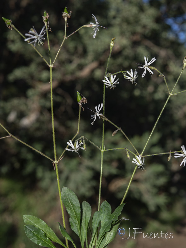 Silene nutans.06