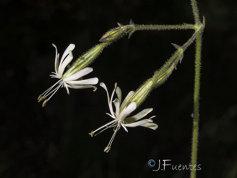 Silene nutans.07