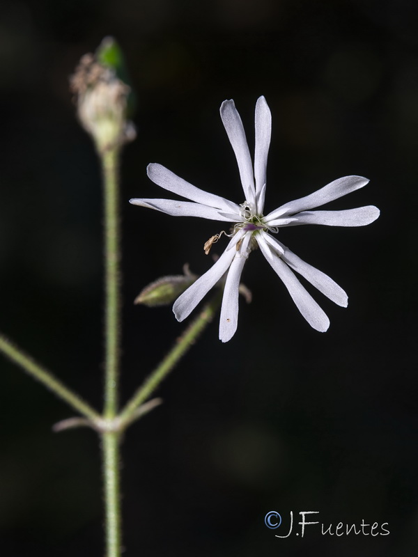 Silene nutans.08