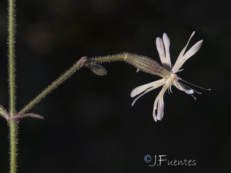 Silene nutans.10