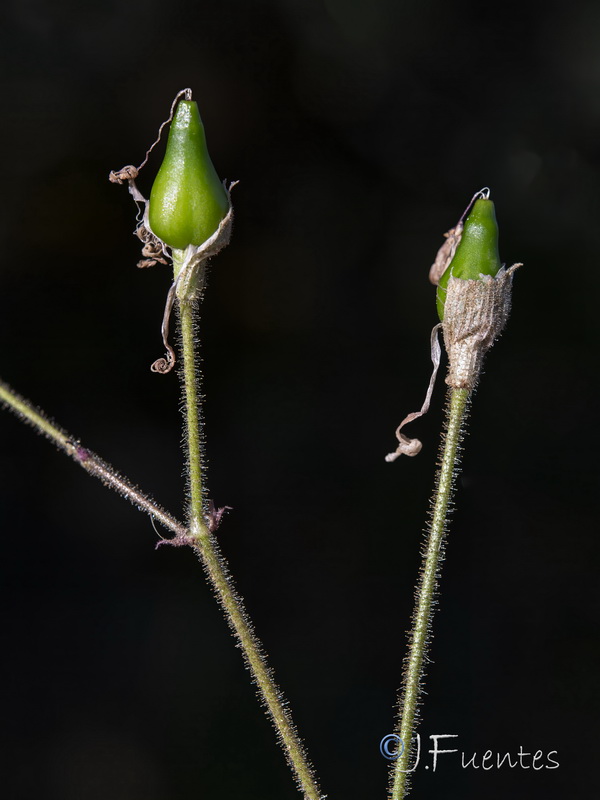 Silene nutans.11