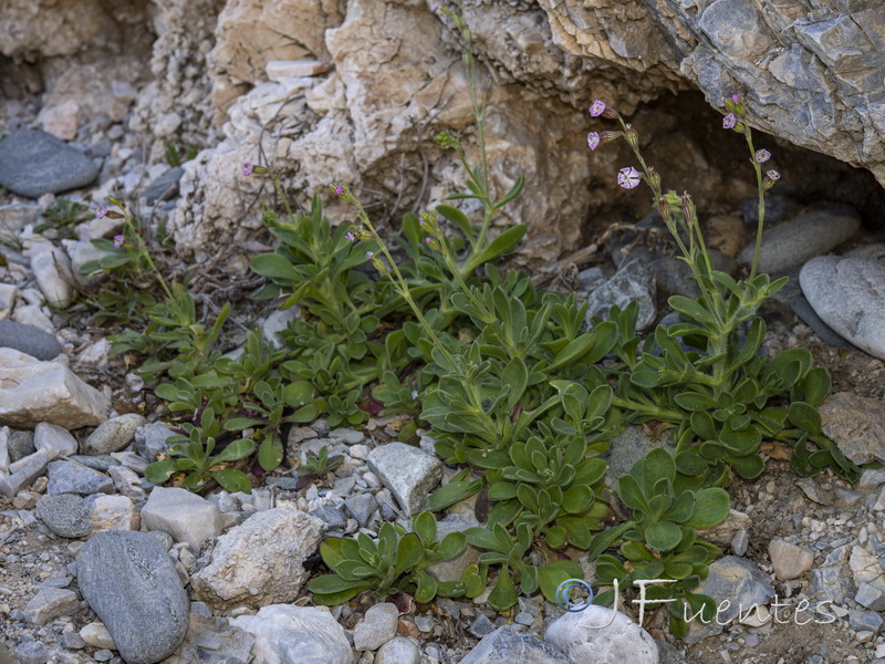 Silene obtusifolia.01