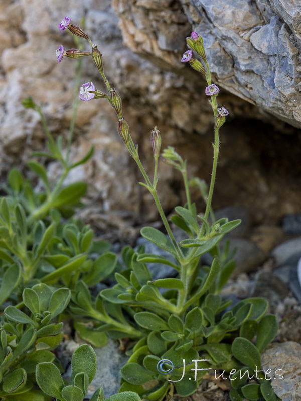 Silene obtusifolia.02