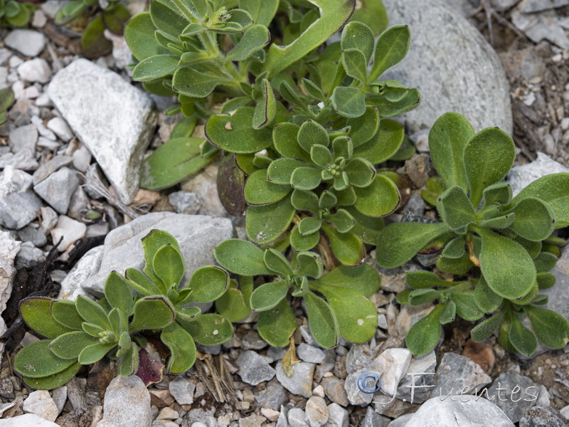 Silene obtusifolia.03