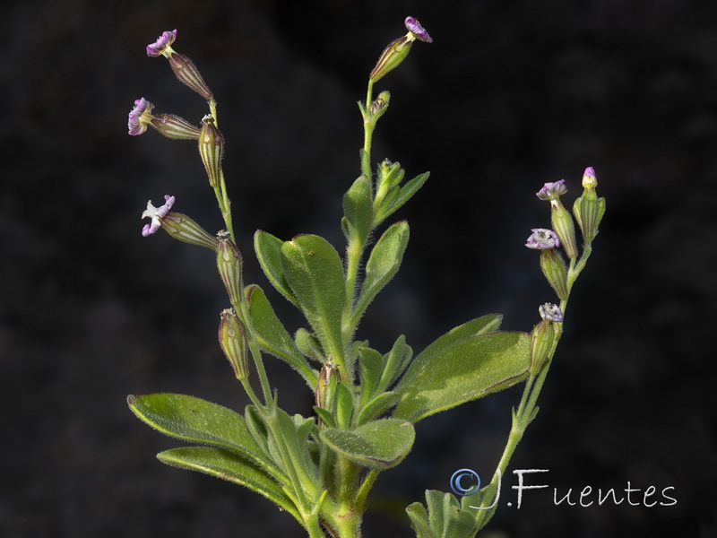 Silene obtusifolia.04