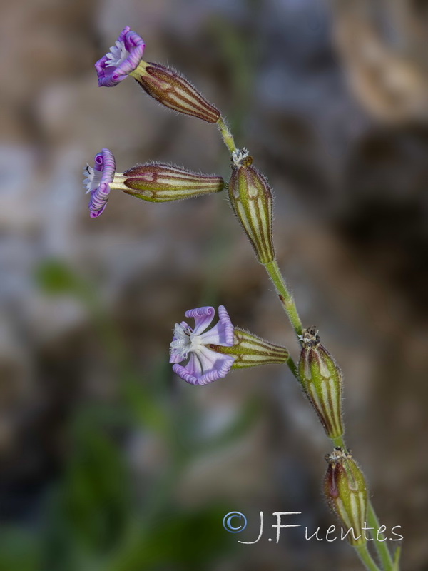Silene obtusifolia.05
