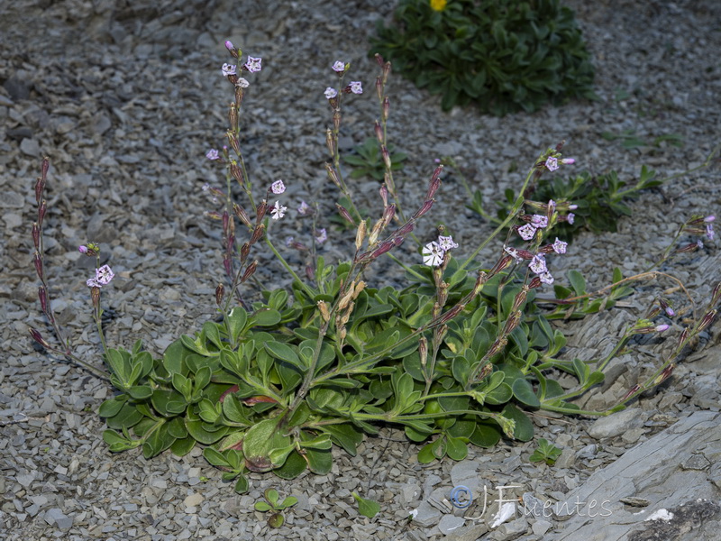 Silene obtusifolia.06