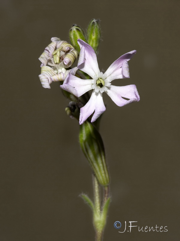Silene obtusifolia.10