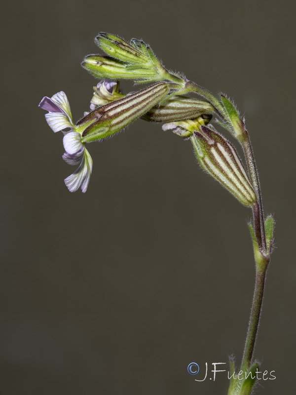 Silene obtusifolia.11