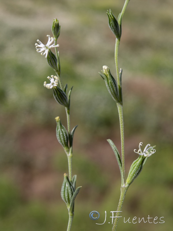 Silene oropediorum.01